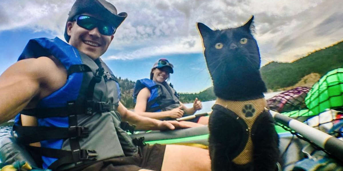 cathikesandkayaks Videos The Dodo