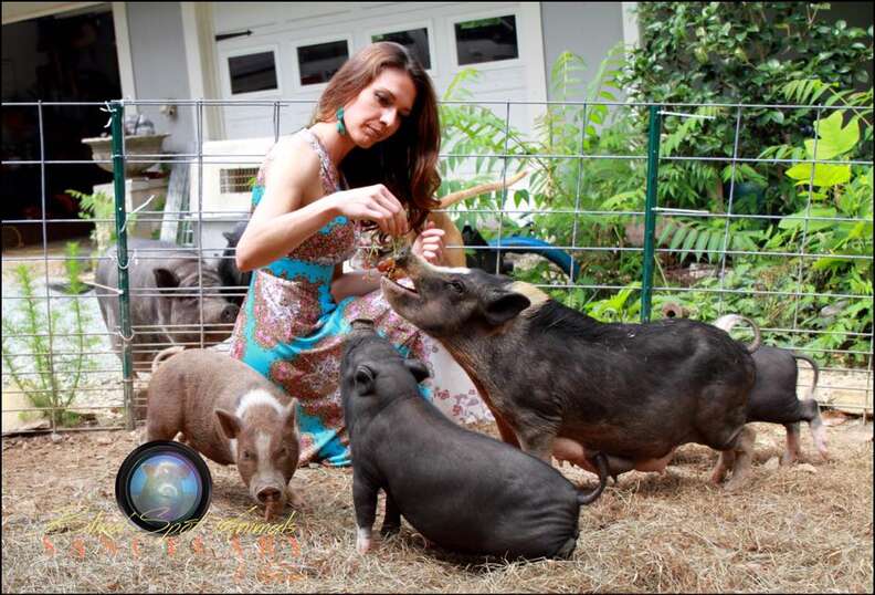 Woman with several rescue pigs around her