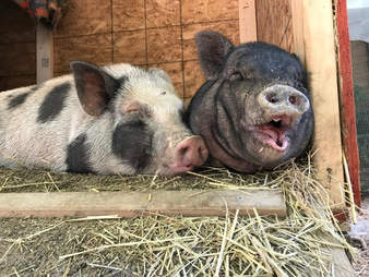 Rescue pigs snuggled up together in house