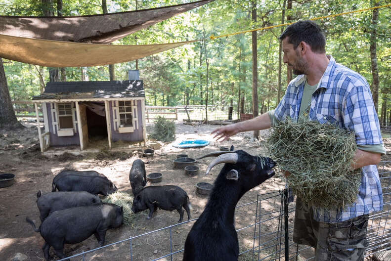 Man feeing rescue pigs and goats at sanctuary