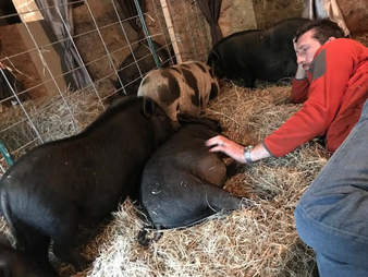 Man in barn with rescue pigs