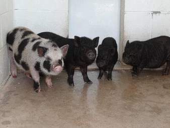 Stray pigs at county shelter