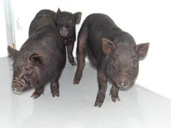 Stray pigs inside county shelter