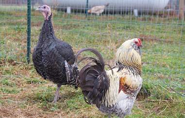 Antoinette the turkey and a rooster in Woodstock
