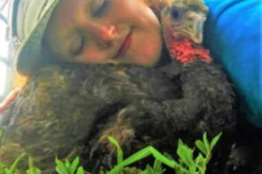 Turkey and rescuer cuddle at Woodstock Farm Sanctuary