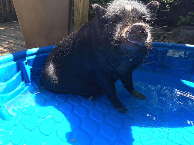 Rescue pig inside kids swimming pool 