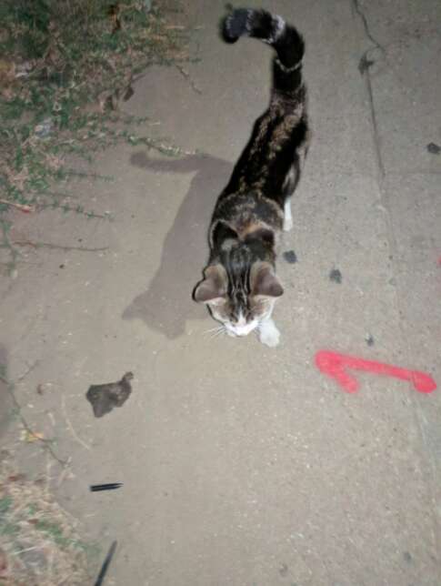 stray cat follows someone home