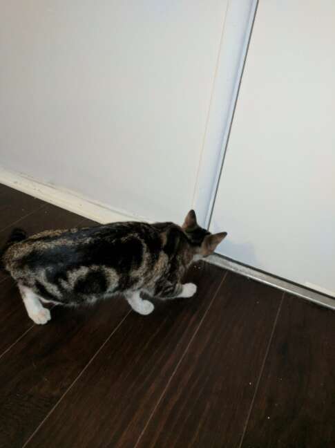 stray cat follows someone home