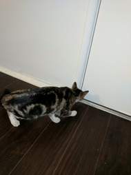 stray cat follows someone home