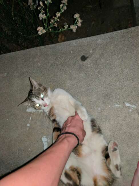 stray cat follows someone home