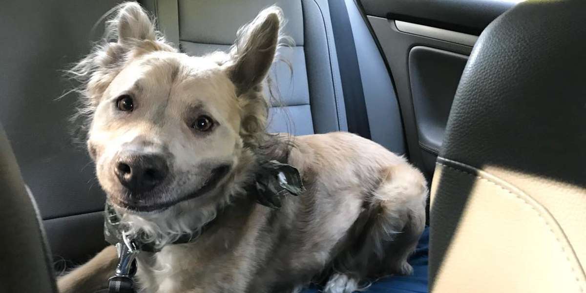 Shelter Dog Flashes Sweetest Smile For His New Mom - The Dodo