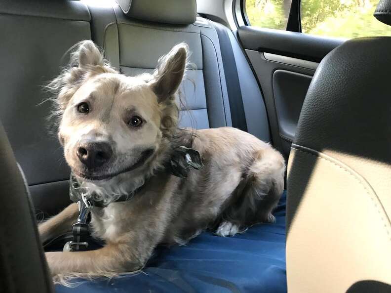 Dog with big smile sitting in back of car