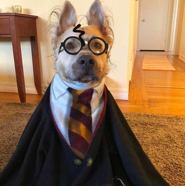 Dog wearing Harry Potter costume