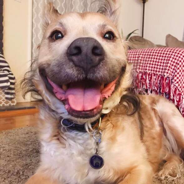 Dog with big smile