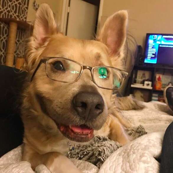 Sweet dog smiling and wearing glasses