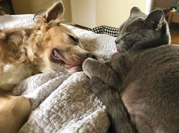 Dog and cat sleeping together on bed