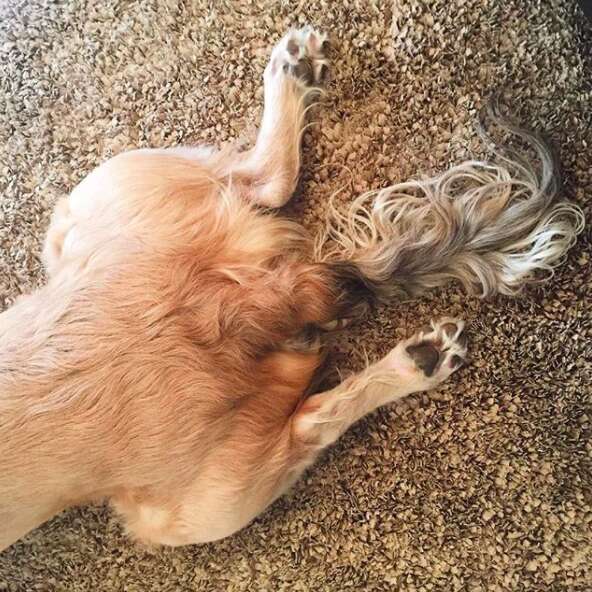 Curly fur on dog's tail