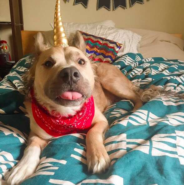 Dog wearing unicorn hat
