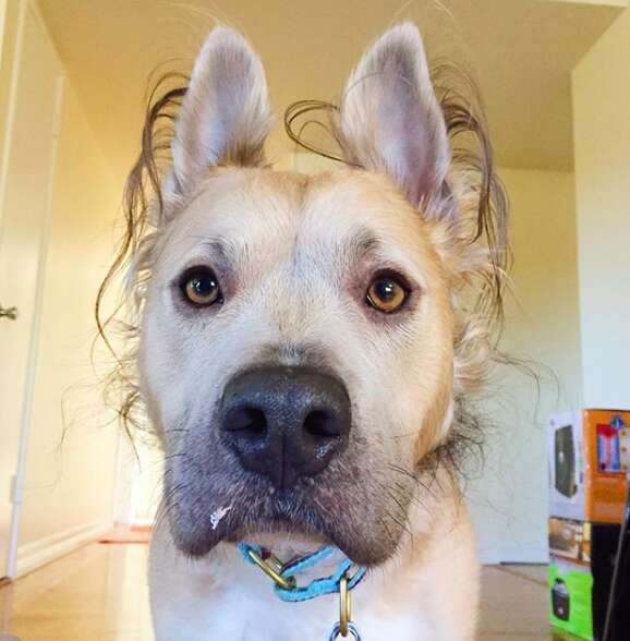 Dog with curly fur around his head