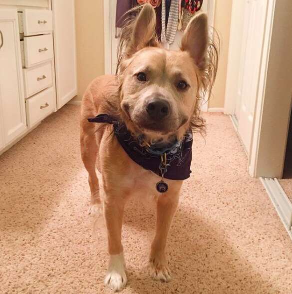 Dog with sweet smiles inside walk-in closet