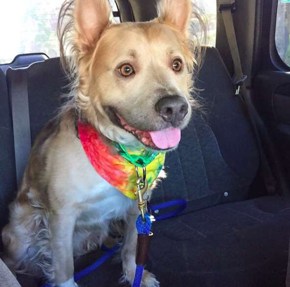 Dog with curly fur