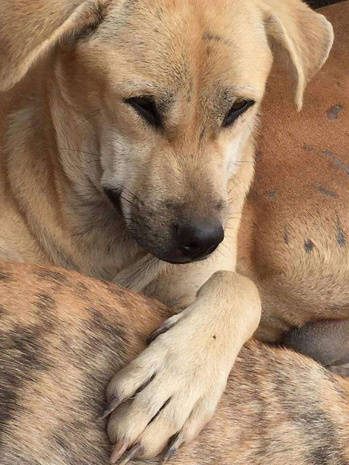 Rescued dog snuggling with another dog