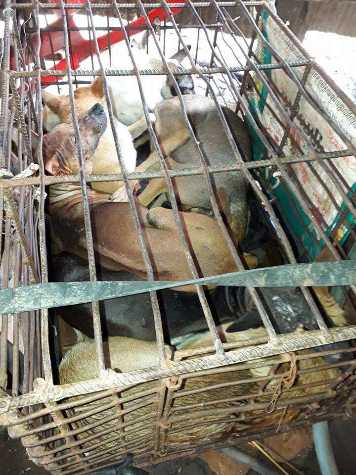 Dogs locked up in cage at dog meat farm