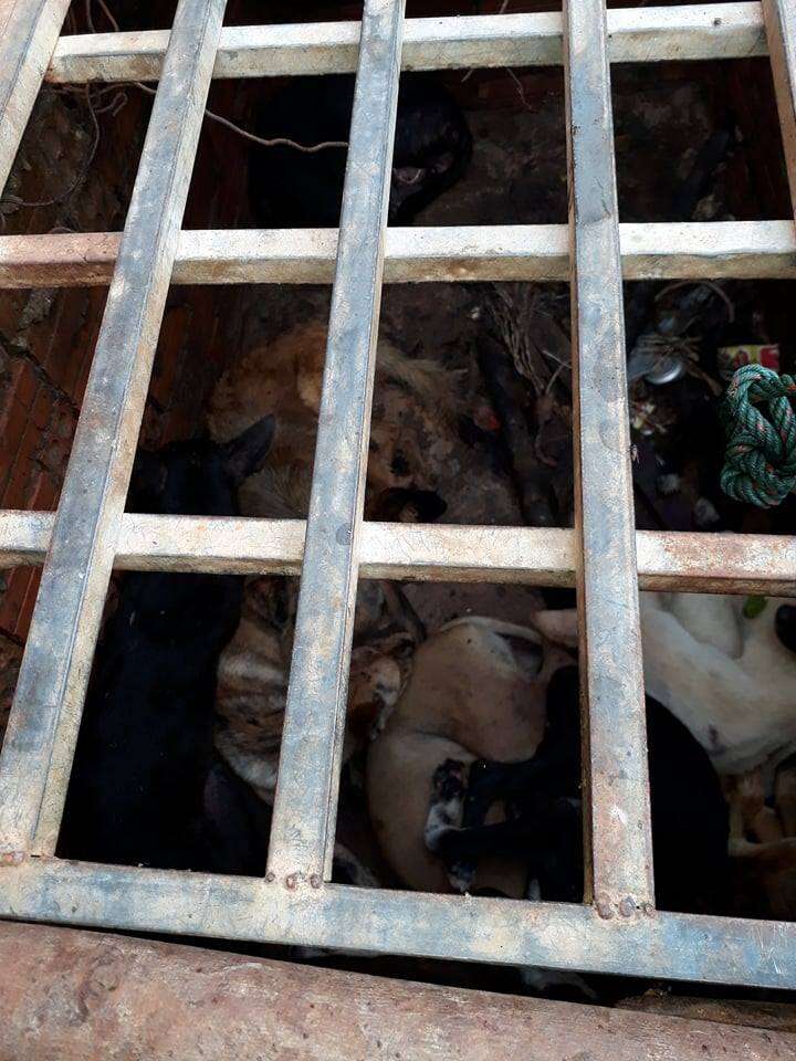 Dogs inside 'hell pit' at dog meat restaurant