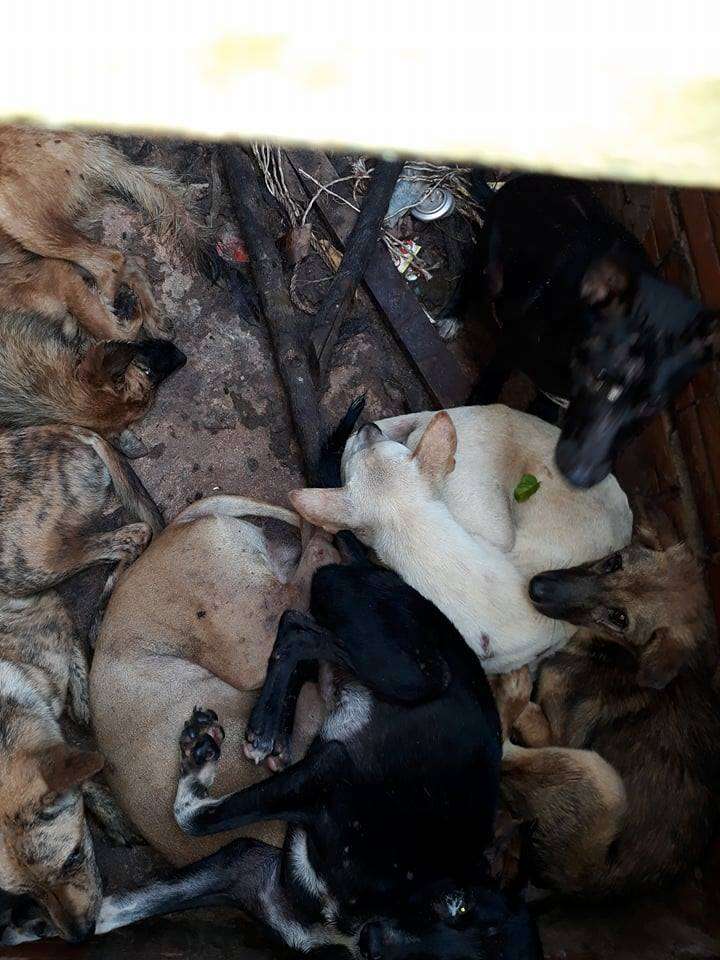 Dogs inside 'hell pit' at dog meat restaurant