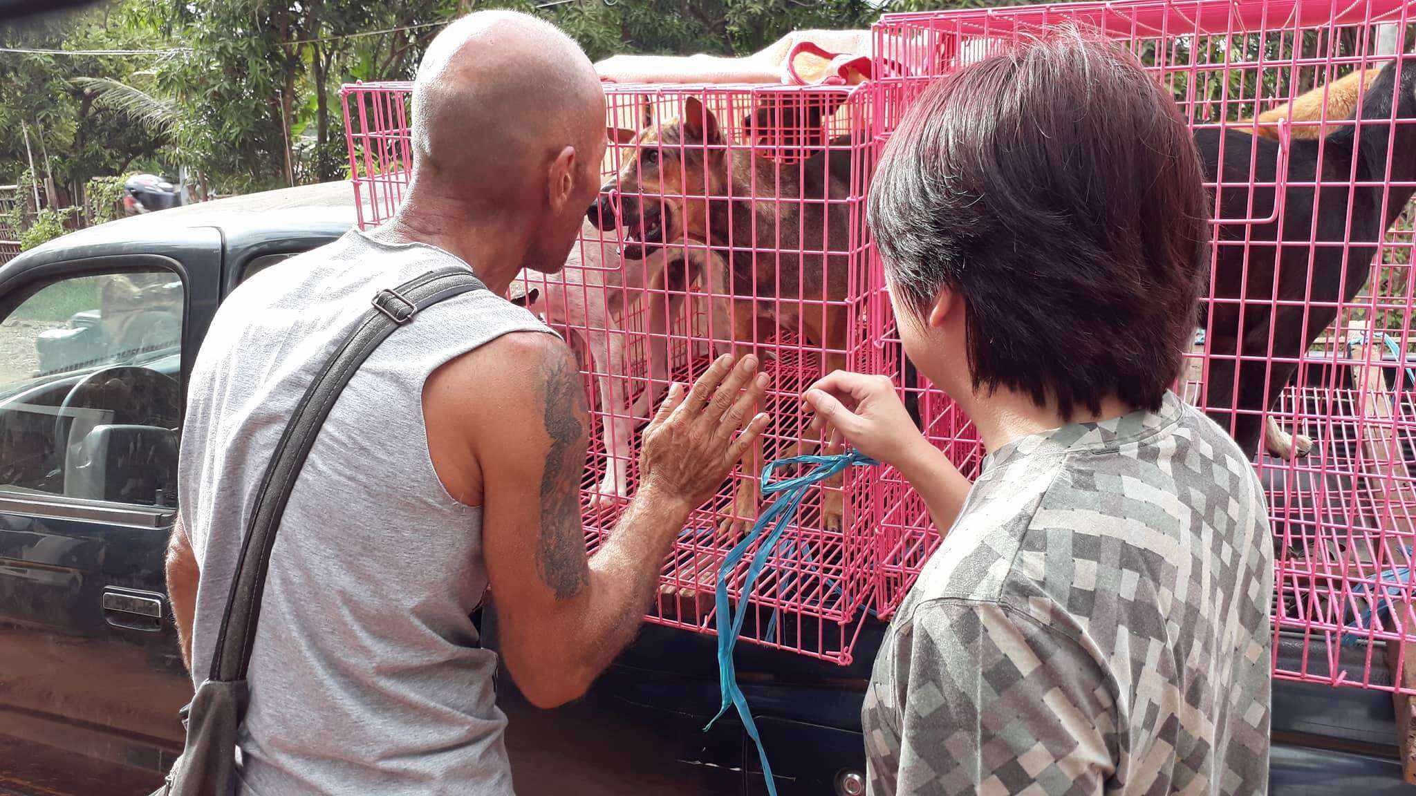 People loading rescue dogs into transport cages