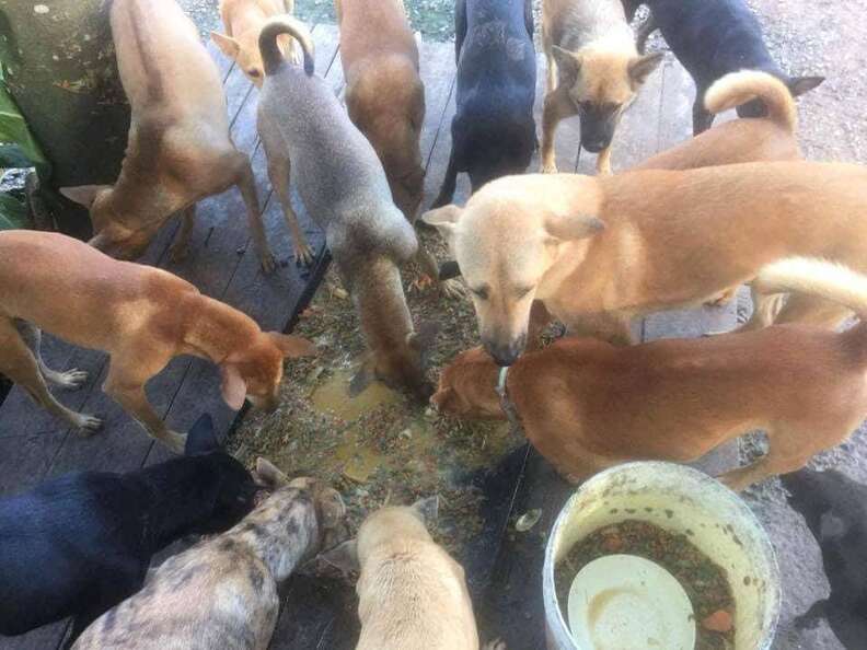 Dogs getting fed on street