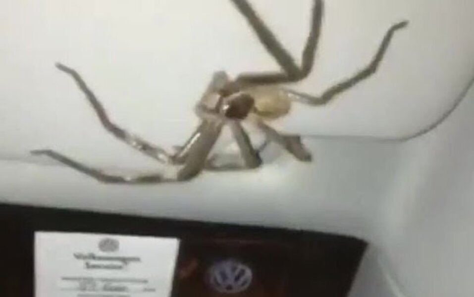 Woman finds giant spider inside bra while shopping at Kmart - NZ Herald