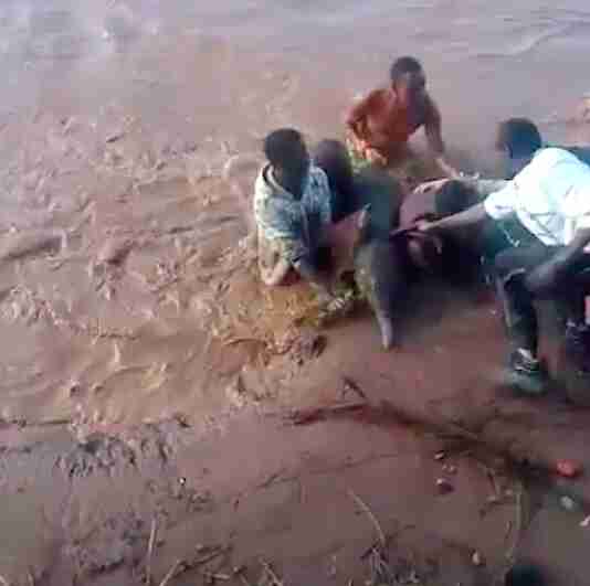 People Jump Into River To Save Baby Elephant From Drowning