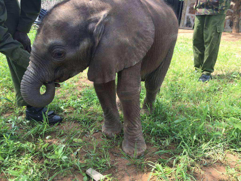 Baby elephant saved from flooding river in Kenya