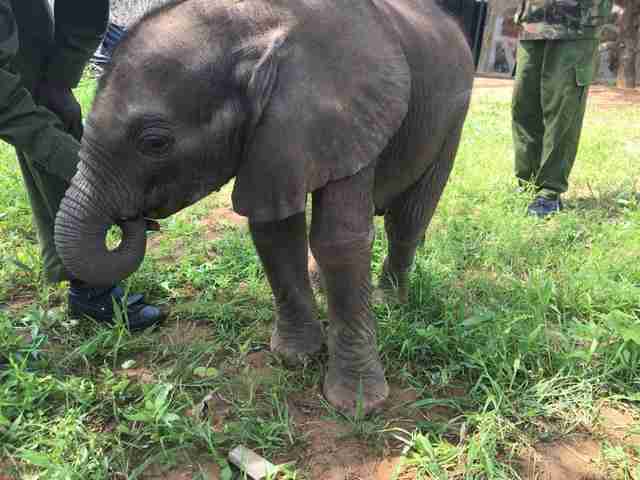 People Jump Into River To Save Baby Elephant From Drowning