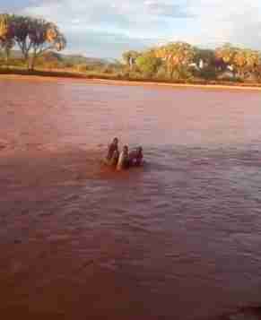 People Jump Into River To Save Baby Elephant From Drowning