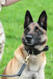 Mali the dog at Defence Animal Centre and with Cpl Dan Hatley