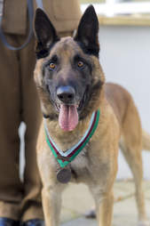 Mali wearing the PDSA Dickin Medal