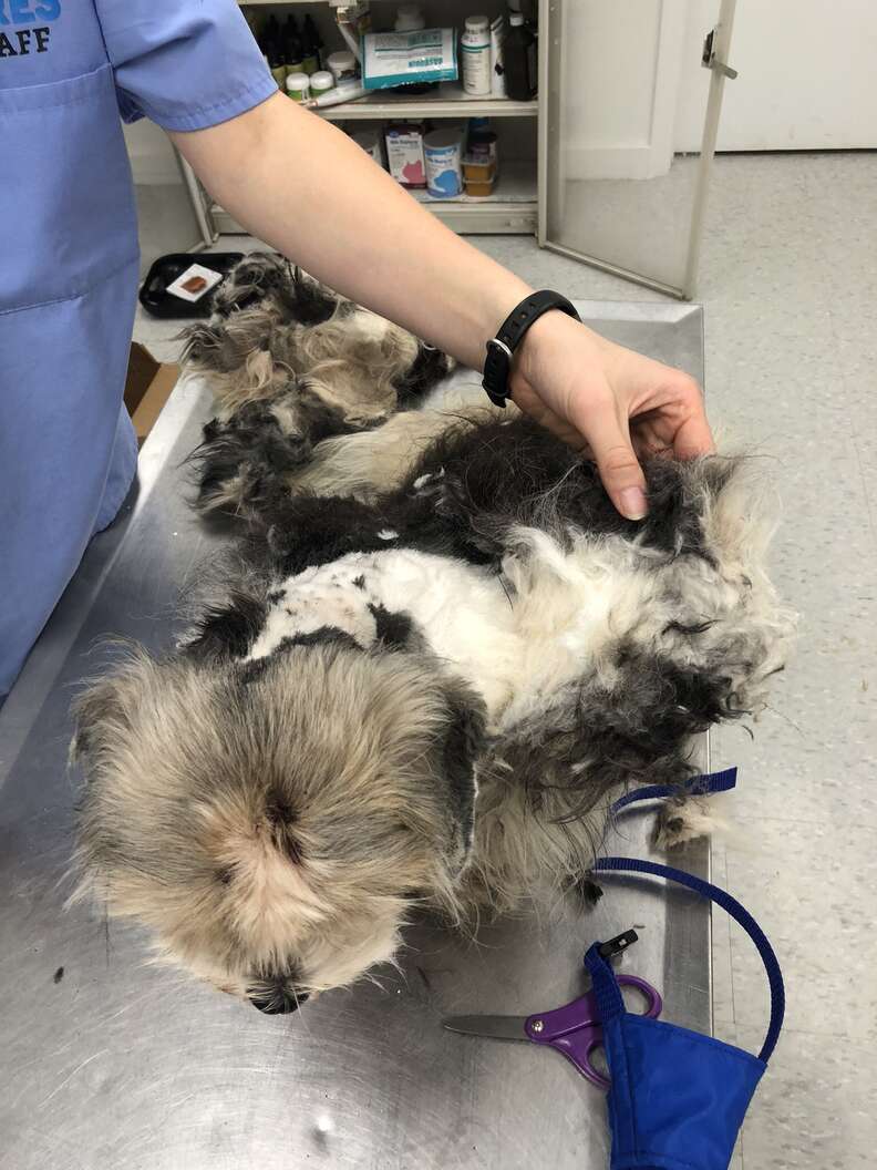 severely matted dog 