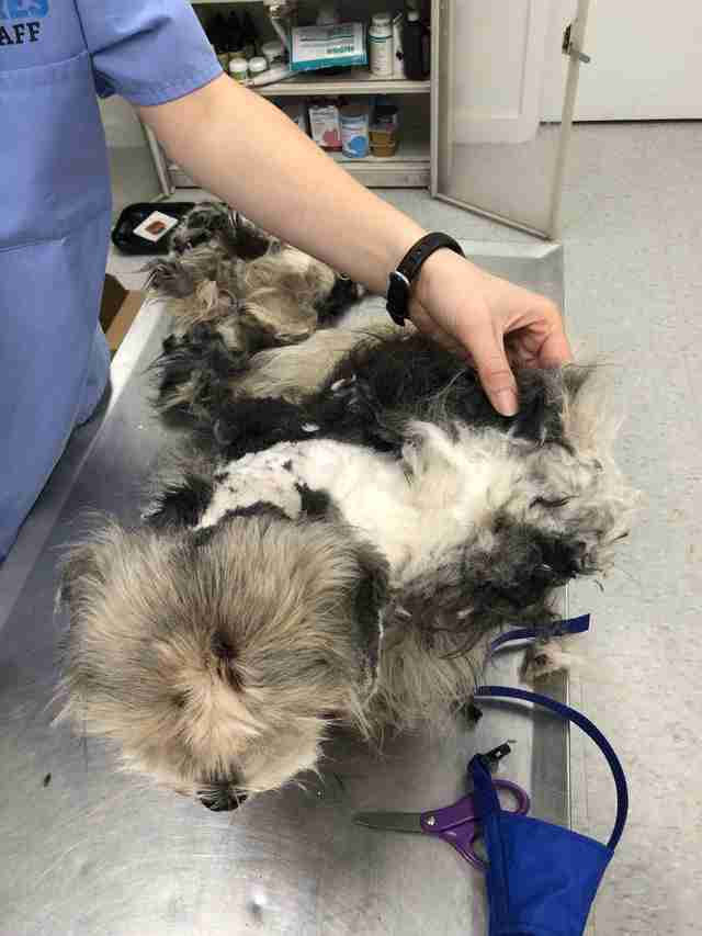 Rescuers Shave Matted Dog, Remove 4 Pounds Of Fur - The Dodo