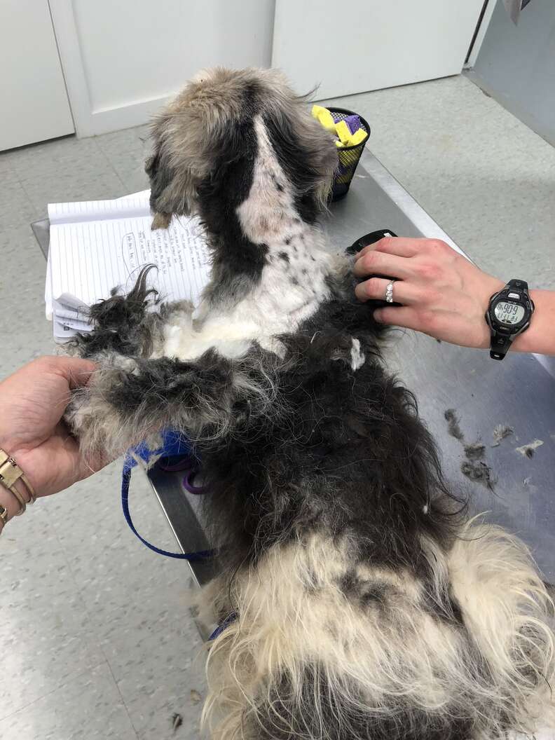 severely matted dog