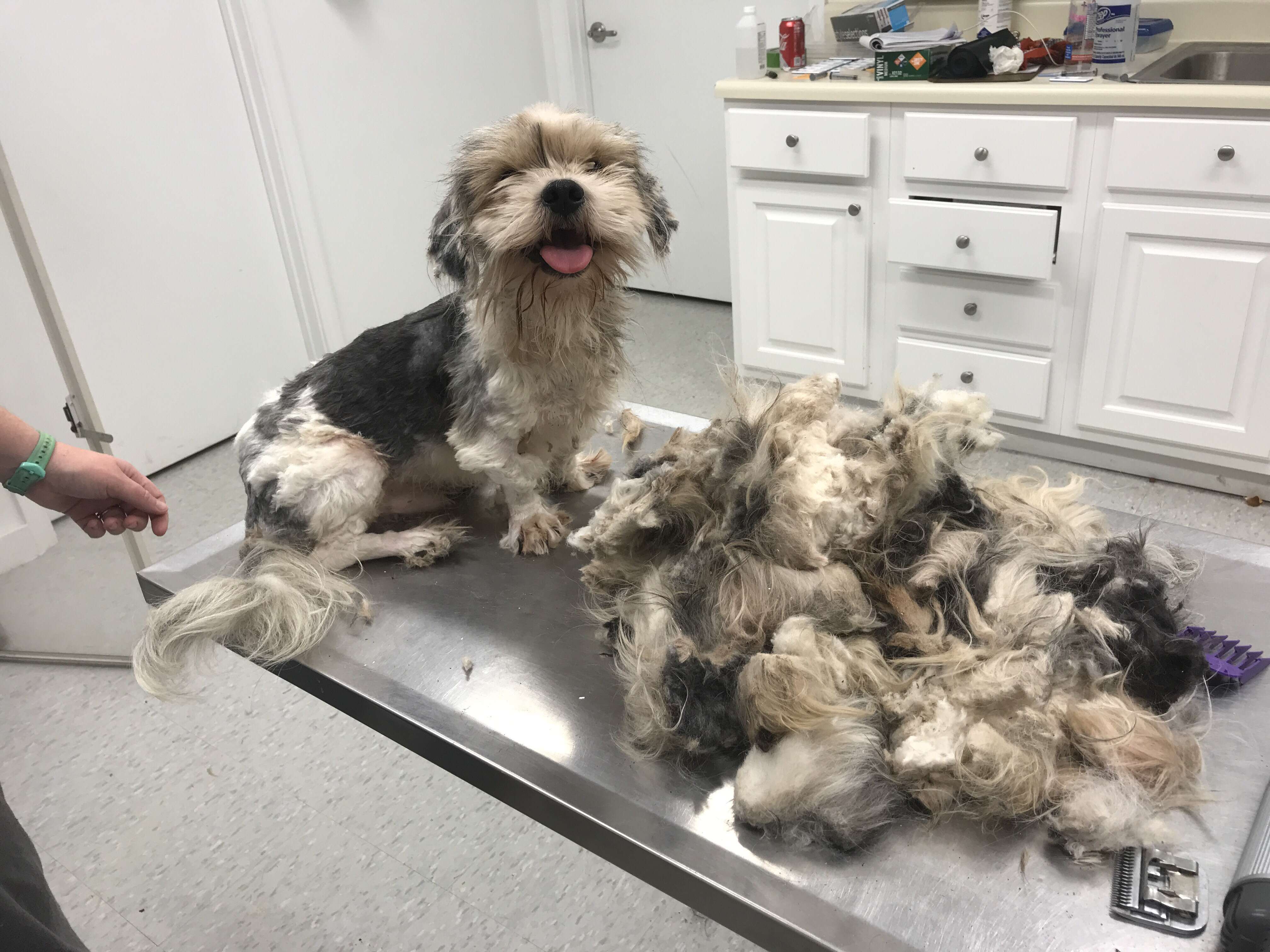 severely matted dog