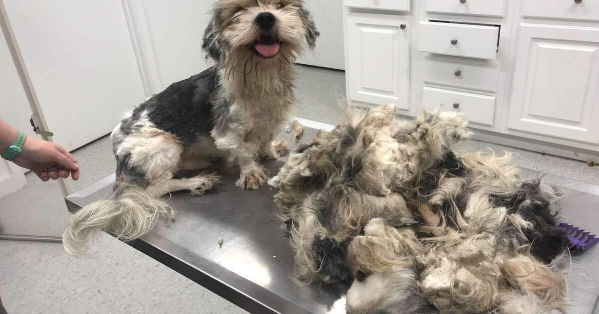 Rescuers Shave Matted Dog, Remove 4 Pounds Of Fur - The Dodo