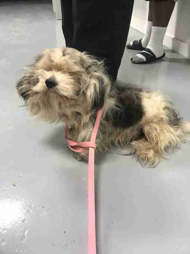 Rescuers Shave Matted Dog Remove 4 Pounds Of Fur The Dodo