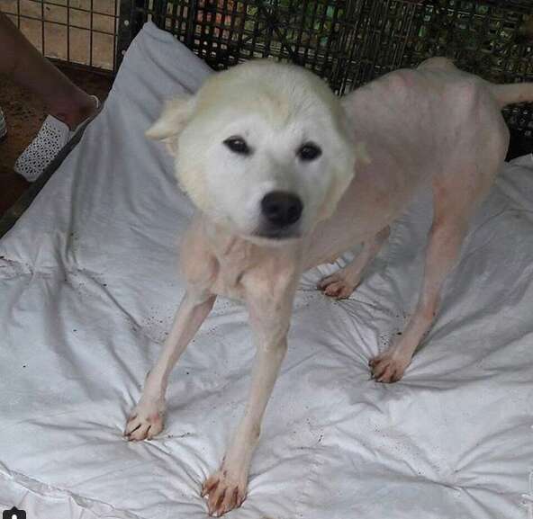 dog meat farm south korea rescue