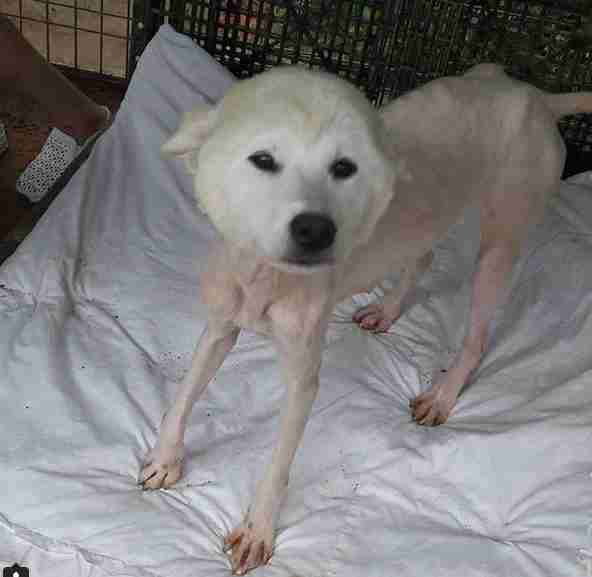 Jindo Puppy From Korean Dog Meat Farm Is Looking For A ...