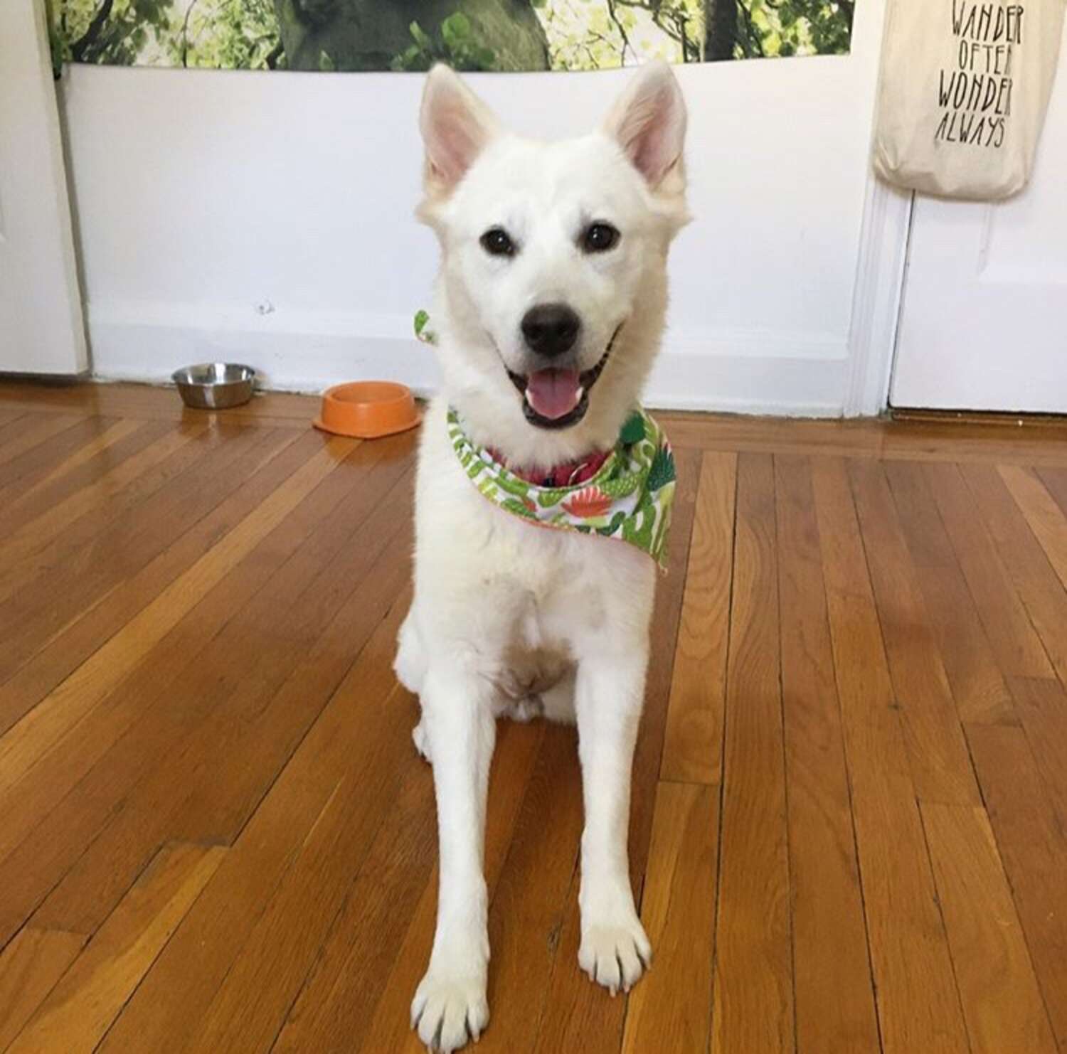 Jindo Puppy From Korean Dog Meat Farm Is Looking For A Home In NYC