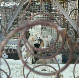 dog meat farm south korea