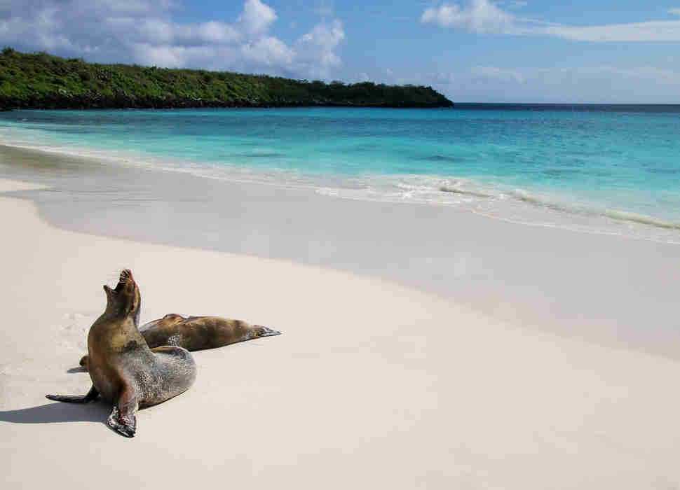 sea lion bahia gardner