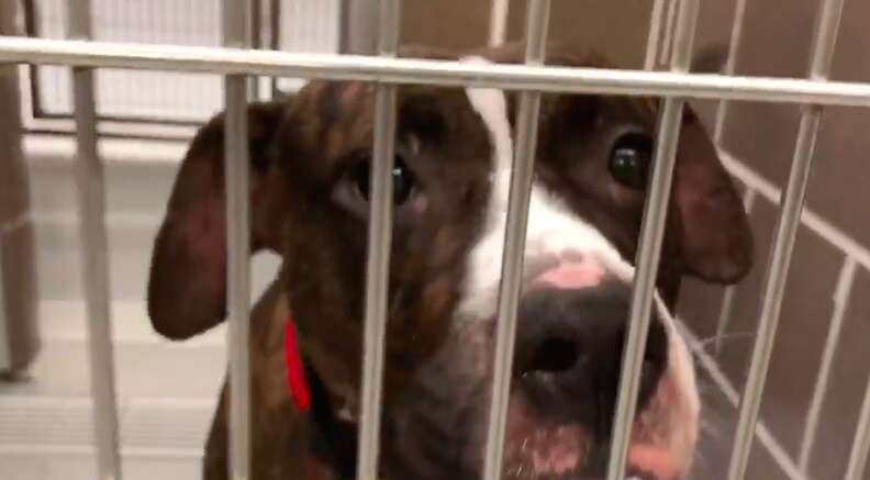 Dog available for adoption at Chicago shelter